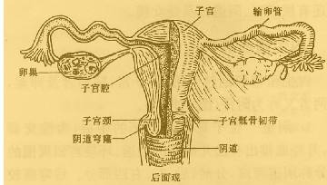 子宫内膜薄怎么治疗