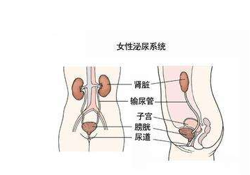 女性反复尿路感染原因