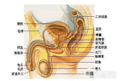 膀胱炎会癌变吗