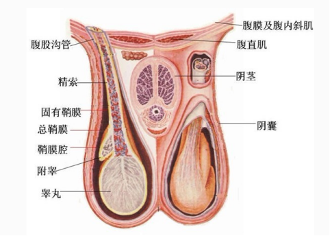 睾丸大小与性功能