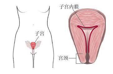 子宫内膜