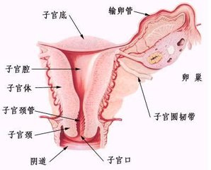 子宫粘连