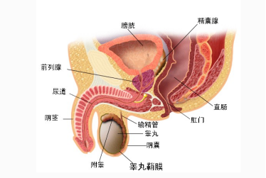 前列腺痛预防