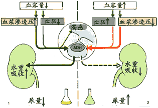 电解质紊乱