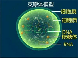 衣原体与淋病有联系吗