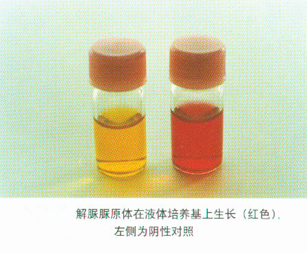 支原体是怎么感染的,支原体危害