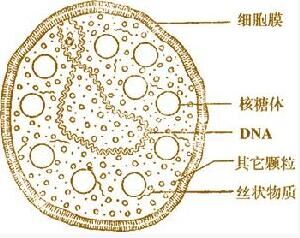 支原体是怎么感染上的