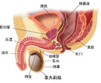 慢性睾丸疼痛怎么回事