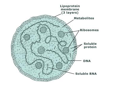 Mycoplasma.png