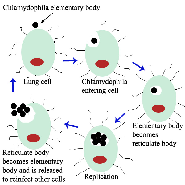 Chlamydia.jpg