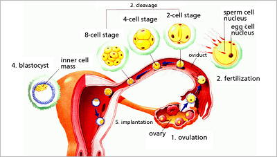 infertility treatments, blocked fallopian tubes