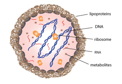 Mycoplasma_副本.jpg