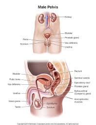 how do you treat epididymitits.jpg