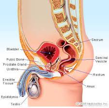 prostatitis pain.jpg