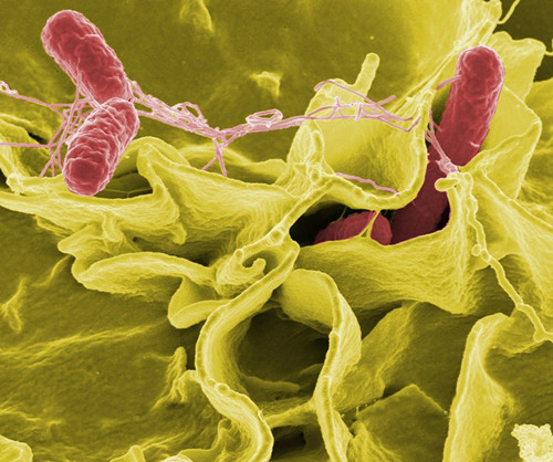 bacteria who.jpg
