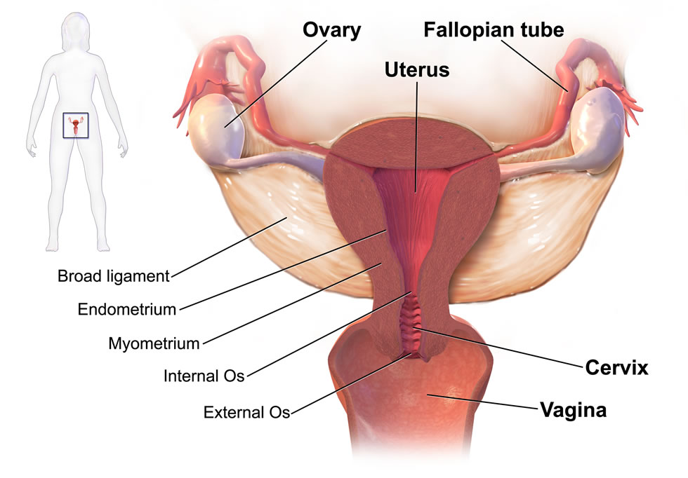 fallopian tubes blockage treatment.jpg