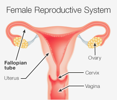 How to Open Fallopian Tube Naturally?